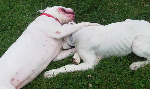 Calin habituel